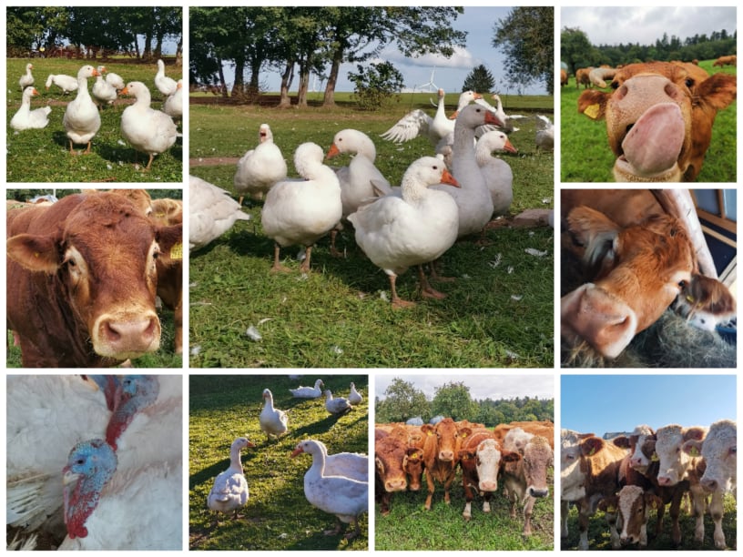 Farm Food Festival